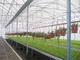 プレハブの軽い鉄骨構造の農業の野菜温室Q235 ISO9001
